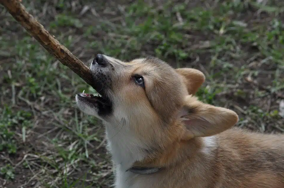 Chiot qui mordille tout ce qu’il faut savoir!