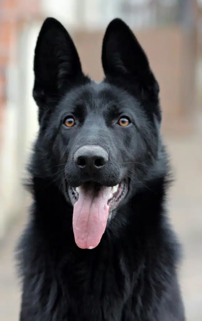 langage corporel chien