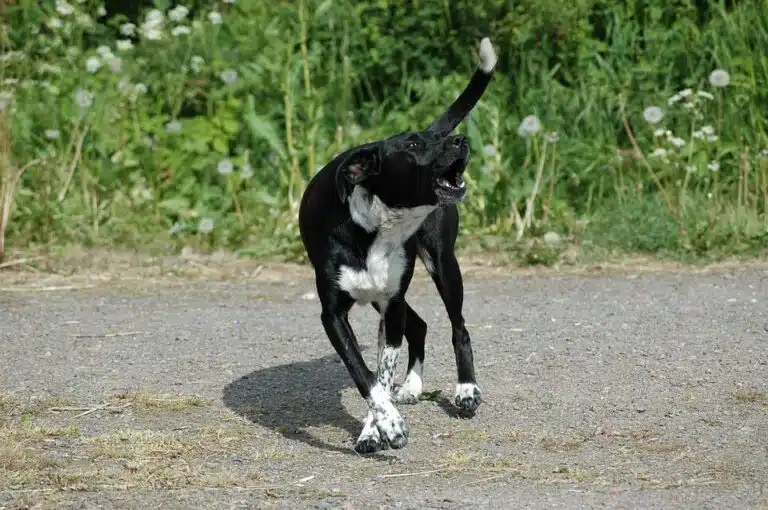 Les Meilleurs Trucs Pour Que Votre Chien Arrête De Japper Notion Canine