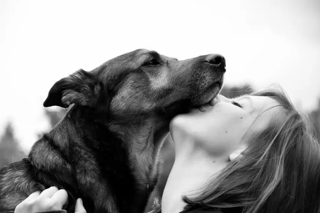 langage corporel chien
