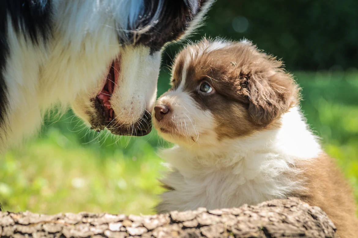 What is the best food for a nursing outlet mother dog