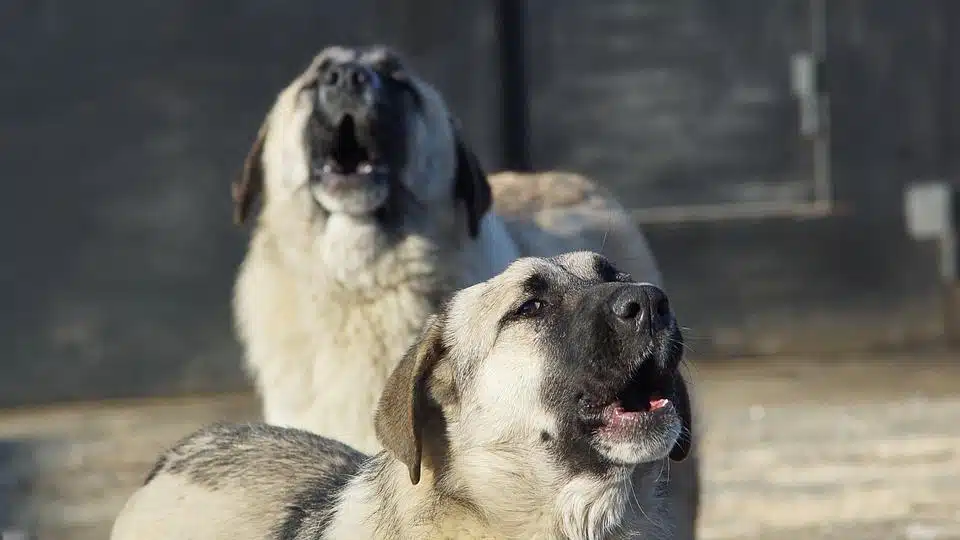 Les Meilleurs Trucs Pour Que Votre Chien Arrête De Japper Notion Canine