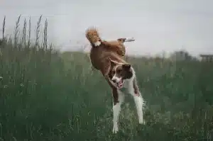 empêcher son chien de sauter