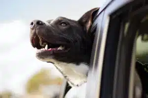 chien trop excité en voiture